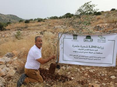 زيتون
